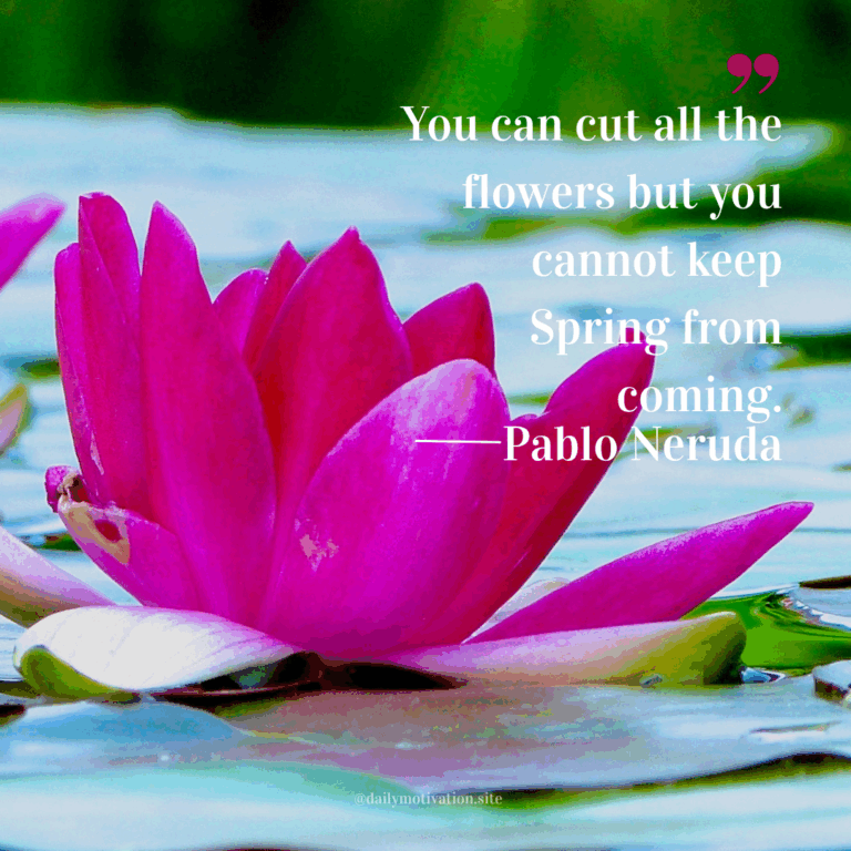 Close-up of a vivid pink lotus flower floating on calm water.